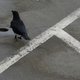 Image for article titled How did crows develop a social safety net?